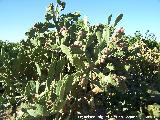 Jardín de cactus y suculentas. Cactus Chumbera