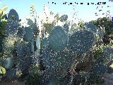 Jardín de cactus y suculentas. Cactus Chumbera