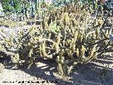 Jardín de cactus y suculentas. Cactus Cleistocactus flavispinus