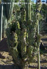 Jardín de cactus y suculentas. Cactus monstruoso