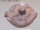 Museo de Arte Precolombino Felipe Orlando. Maza de cerámica. 1000 - 1500 d.C.