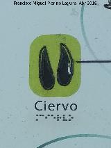 Ciervo - Cervus elaphus. Huella
