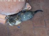 Gato - Felis silvestris catus. Casa de las Campanas - Córdoba