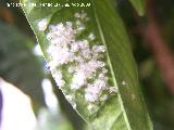 Mosca blanca de los cítricos - Aleurothrixus floccosus . Los Villares