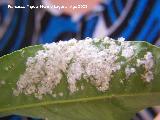 Mosca blanca de los cítricos - Aleurothrixus floccosus . Los Villares