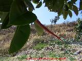 Ficus de hoja grande - Ficus elastica. Benalmdena