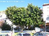 Ficus de hoja grande - Ficus elastica. Benalmdena