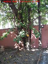 Ficus de hoja grande - Ficus elastica. Palacete La Najarra - Almucar