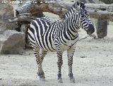 Cebra - Equus quagga. Tabernas