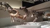 Cebra - Equus quagga. Parque de las Ciencias - Granada