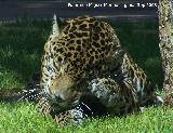 Jaguar - Pantera Onca. Córdoba