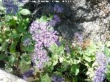 Flor de la viuda - Trachelium caeruleum. Fuente Castaeda - Valdepeas de Jan