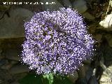 Flor de la viuda - Trachelium caeruleum. Los Caones (Los Villares)