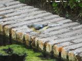 Pájaro Lavandera boyera - Motacilla flava. Alhambra - Granada