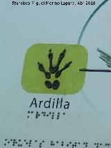 Ardilla - Sciurus vulgaris. Huella