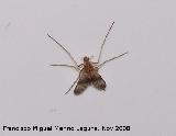 Mosquito fenestralis - Sylvicola fenestralis. Los Villares