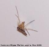 Mosquito fenestralis - Sylvicola fenestralis. Los Villares