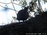 Pájaro Perdiz Roja - Alectoris rufa. Vereda de las Sepulturas - Andújar