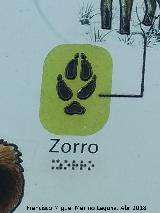 Zorro - Vulpes vulpes. Huella