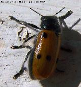 Escarabajo de seis puntos - Lachnaia Sexpunctata. Los Villares