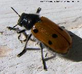 Escarabajo de seis puntos - Lachnaia Sexpunctata. Los Villares