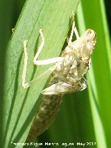 Larva de libélula - Sympetrum sp.. Camisa de libélula. Tózar - Moclín