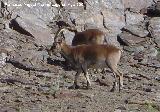 Cabra montesa - Capra pyrenaica. Sierra Nevada