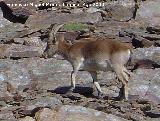 Cabra montesa - Capra pyrenaica. Sierra Nevada