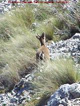 Cabra montesa - Capra pyrenaica. La Dehesa - Albanchez de Mágina