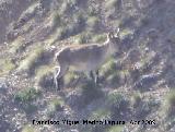 Cabra montesa - Capra pyrenaica. Valdepeñas