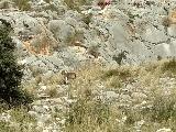 Cabra montesa - Capra pyrenaica. Cerro de los Morteros - Jan