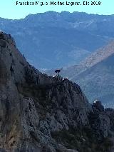 Cabra montesa - Capra pyrenaica. Serrezuela de Bedmar