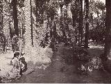 Palmeral de Elche. Foto antigua. Acequia del Palmeral