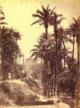 Palmeral de Elche. 1870