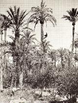 Palmeral de Elche. 1888