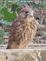 Pájaro Cernícalo - Falco tinnunculus. Madre de Dios - Úbeda