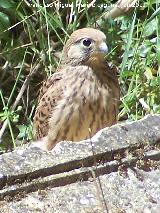 Pájaro Cernícalo - Falco tinnunculus. Madre de Dios - Úbeda