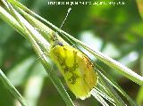 Mariposa Anthocharis euphenoides - Anthocharis euphenoides. Los Cañones. Jaén