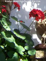Geranio - Pelargonium zonale. Crdoba