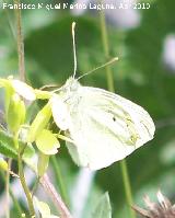 Mariposa blanquita de la col - Pieris rapae. Linares