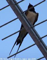 Pájaro Golondrina - Hirundo rustica. Los Villares
