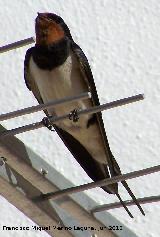 Pájaro Golondrina - Hirundo rustica. Los Villares