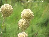 Ajo porro - Allium ampeloprasum. Valdepeas
