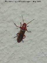 Escarabajo coracero - Rhagonycha fulva. Los Villares