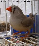 Pájaro Diamante Mandarín - Taeniopygia Guttata. Navas de San Juan