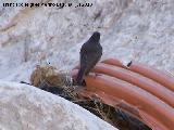Pájaro Collalba negra - Oenanthe leucura. Los Cañones - Jaén
