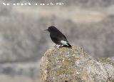 Pájaro Collalba negra - Oenanthe leucura. Gorafe