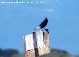 Pájaro Collalba negra - Oenanthe leucura. Gorafe