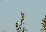 Pájaro Curruca mosquitera - Sylvia borin. Gorafe