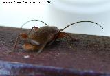 Escarabajo capricornio - Phymatodes testaceus. Los Villares